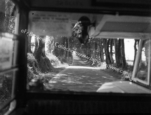 THROUGH THE WINDSCREEN : TREE-LINED ROAD